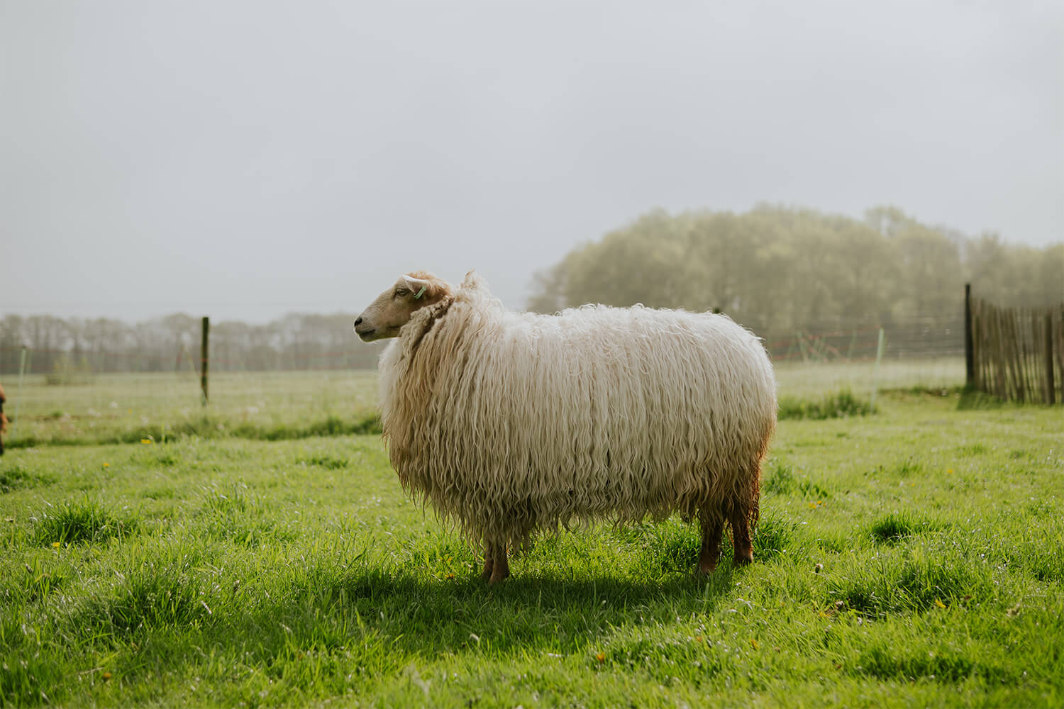 Slim-schaap