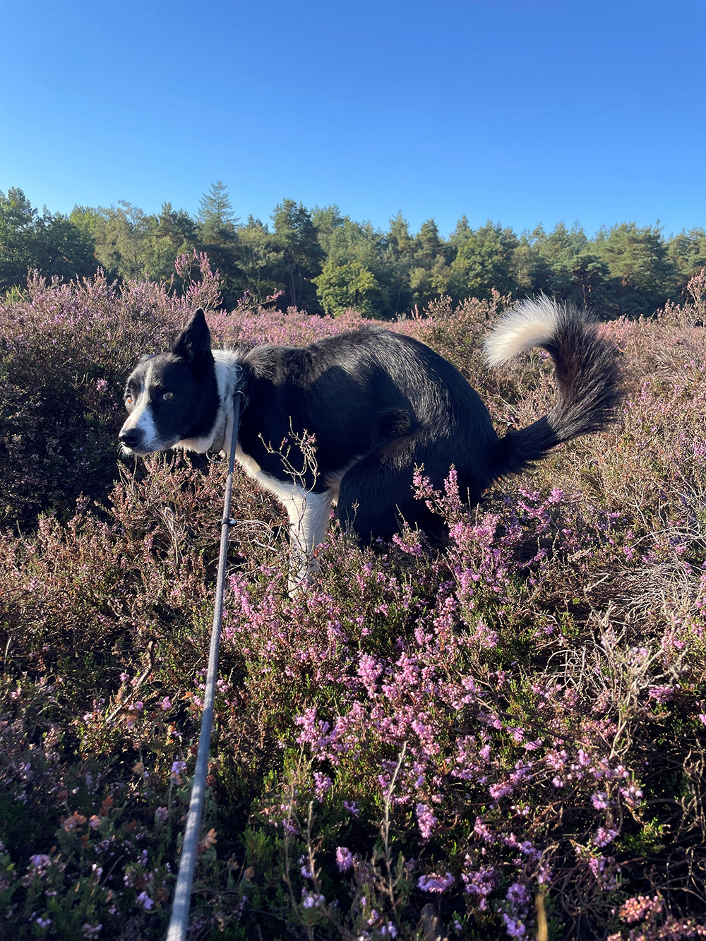 Column-BCN-251---2025-Aan-het-lijntje